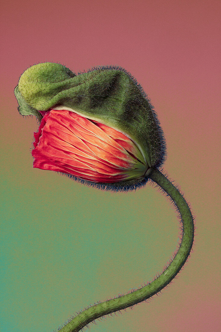 Opening poppy bud