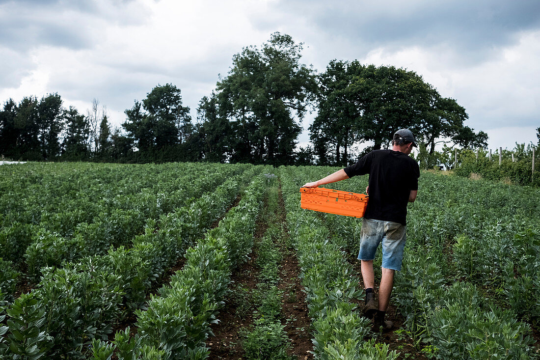 Man walking through a vegetable field, carrying orange plastic crate