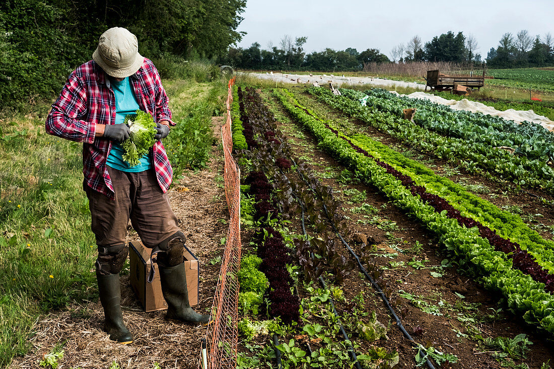 Mann erntet Salat auf einer Farm