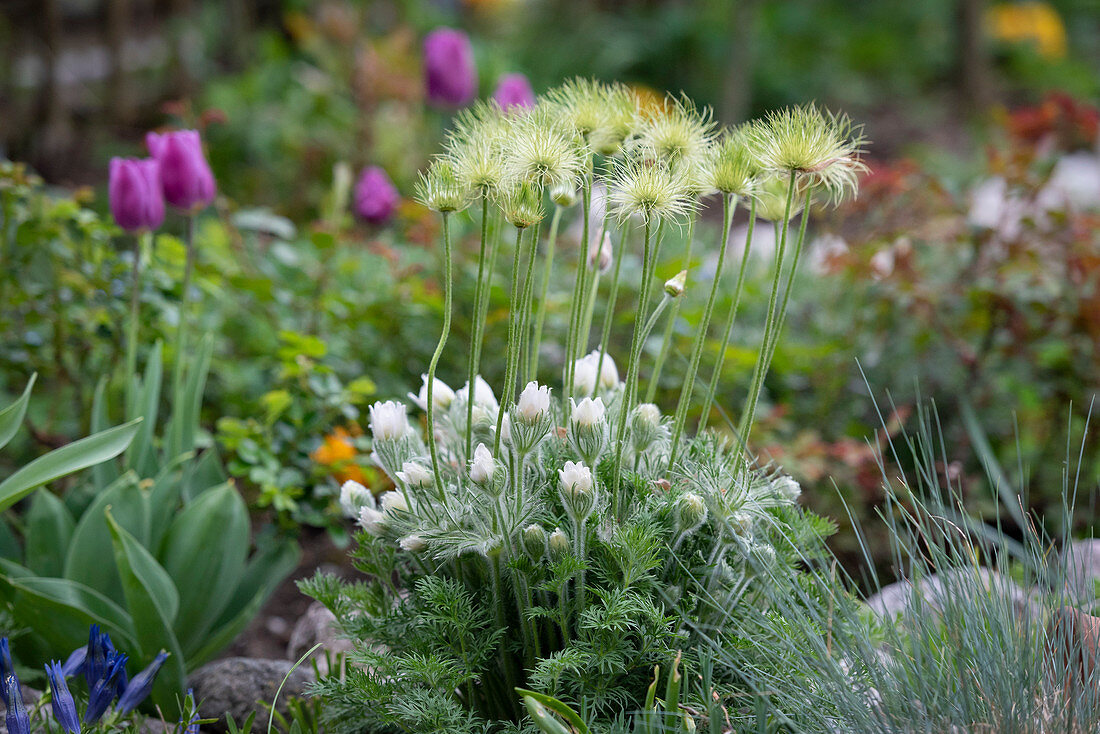 Seed heads of pasque flowers standing above the flowers