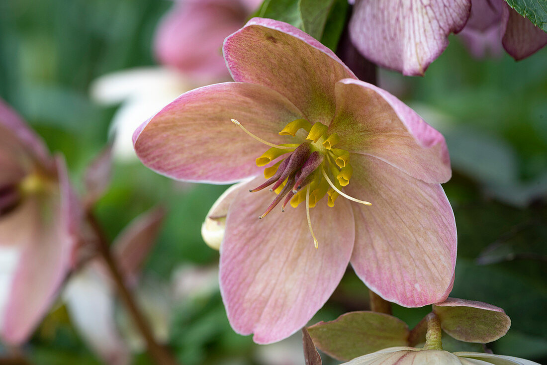 Blütenmakro einer Lenzrose