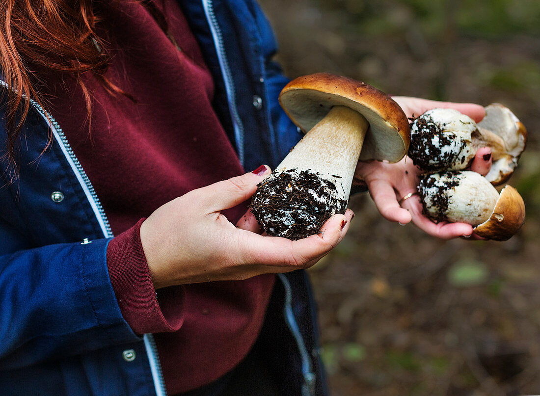 Hands holding wild boletus mushrooms