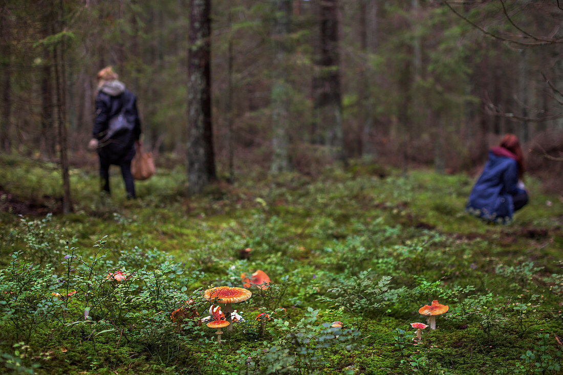 Mushrooms in forest, people in background