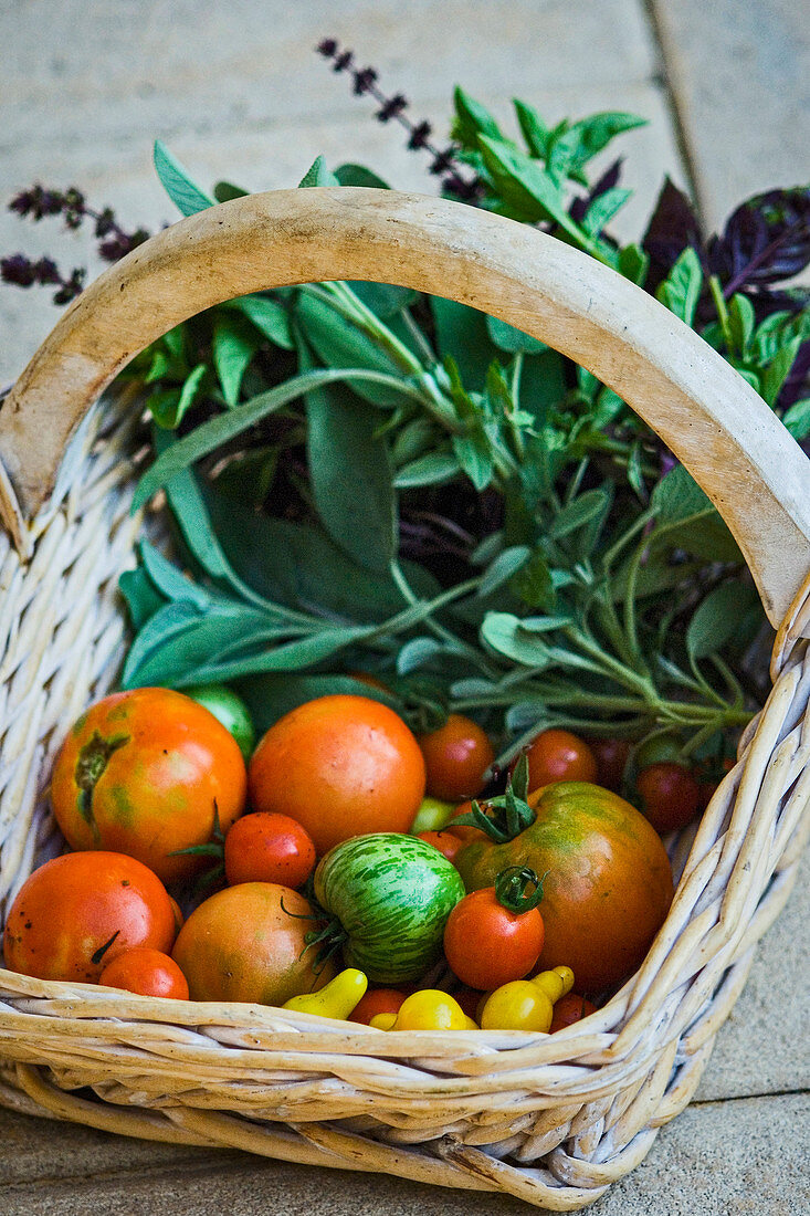 Rustic basket of fresh picked garden tomatoes and herbs