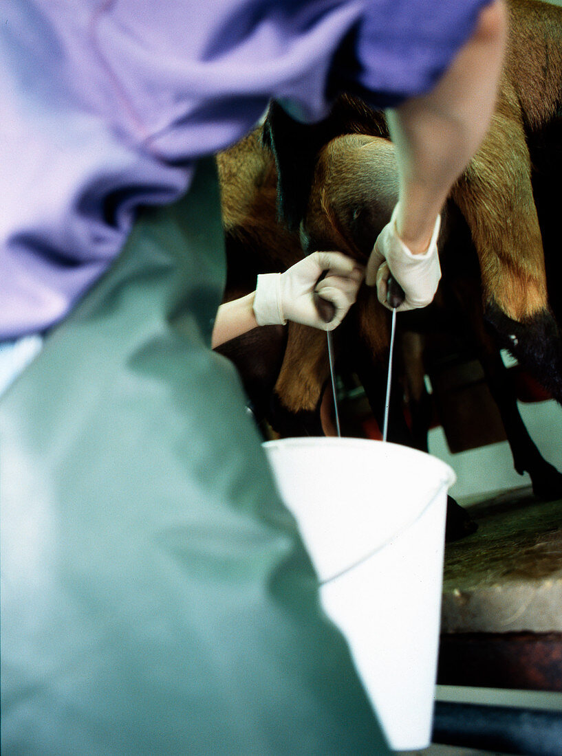 Milking a goat