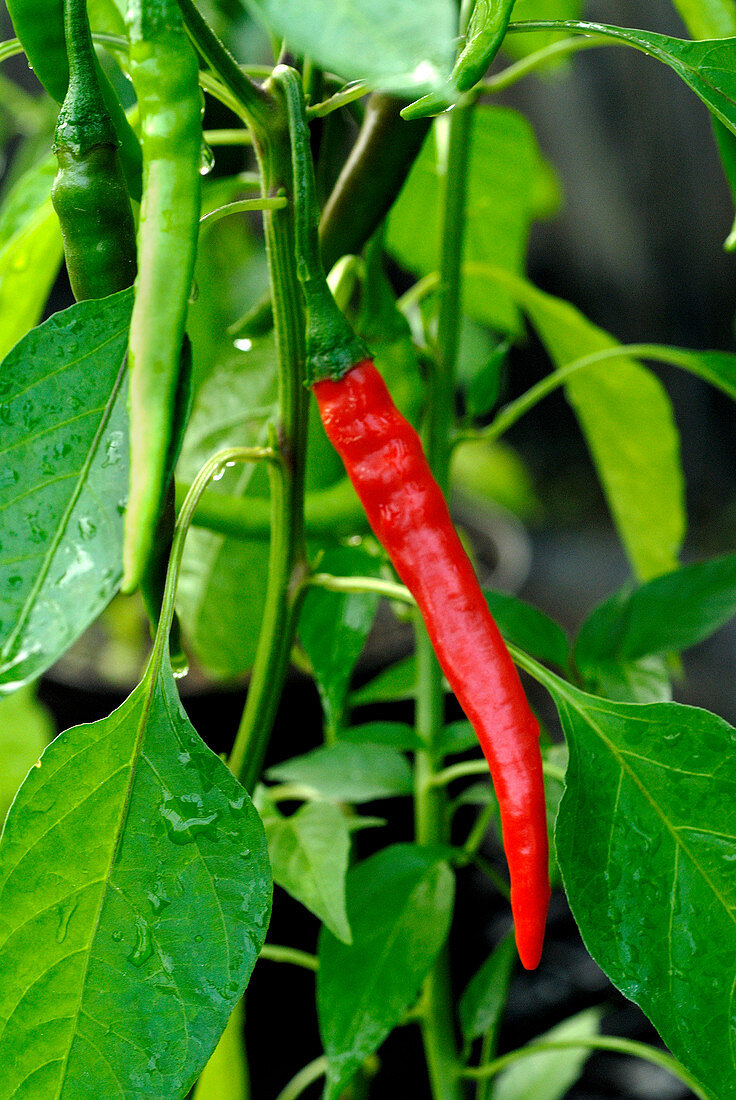Green and red chili peppers on the plant