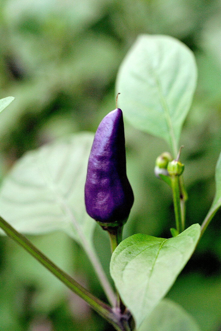 Purple chilli pepper on the plant