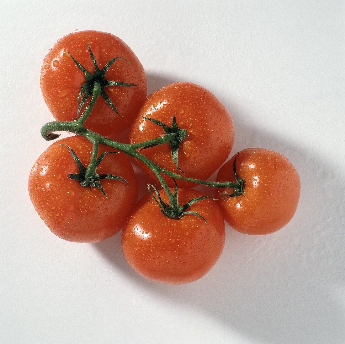 Five tomatoes on the vine with drops of water