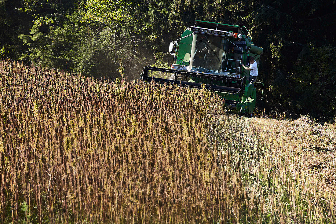 Hemp harvest for edible oil production: Hemp field is harvested with a combine harvester