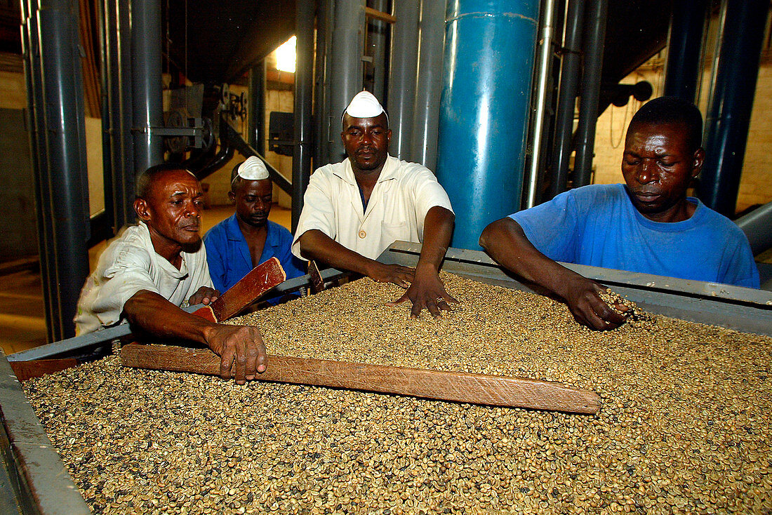 Workers inspecting the quality of coffee