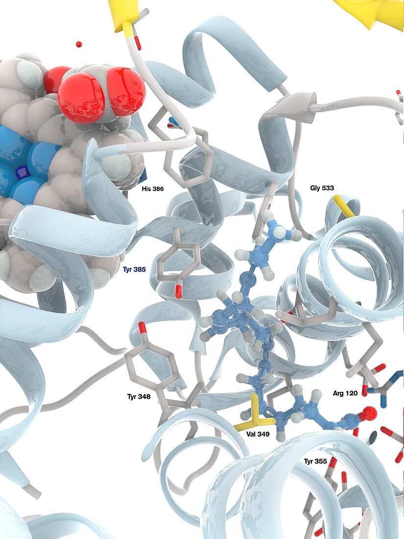 Cyclooxygenase-1 complexed with EPA, molecular model