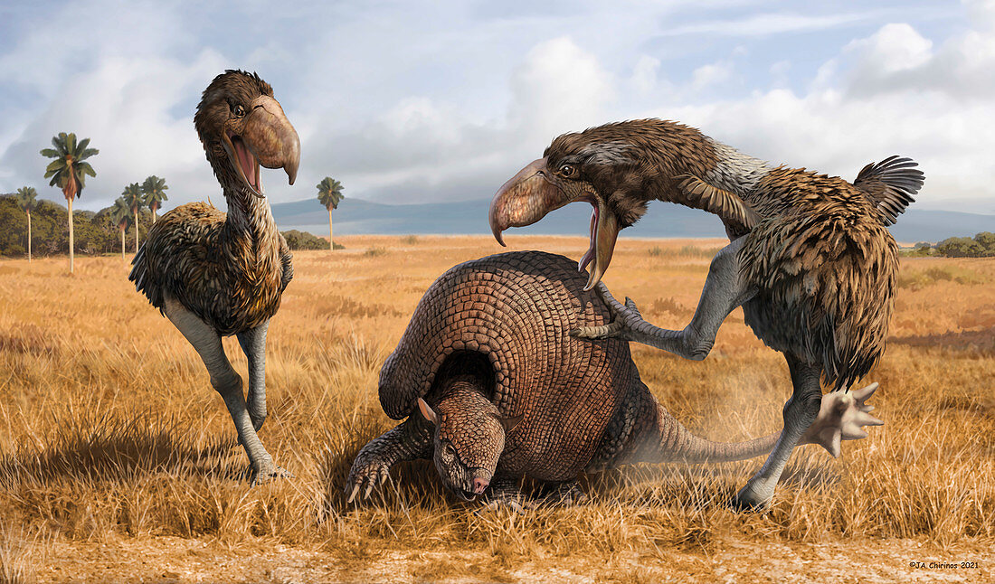 Phorusrhacos prehistoric birds attacking prey, illustration