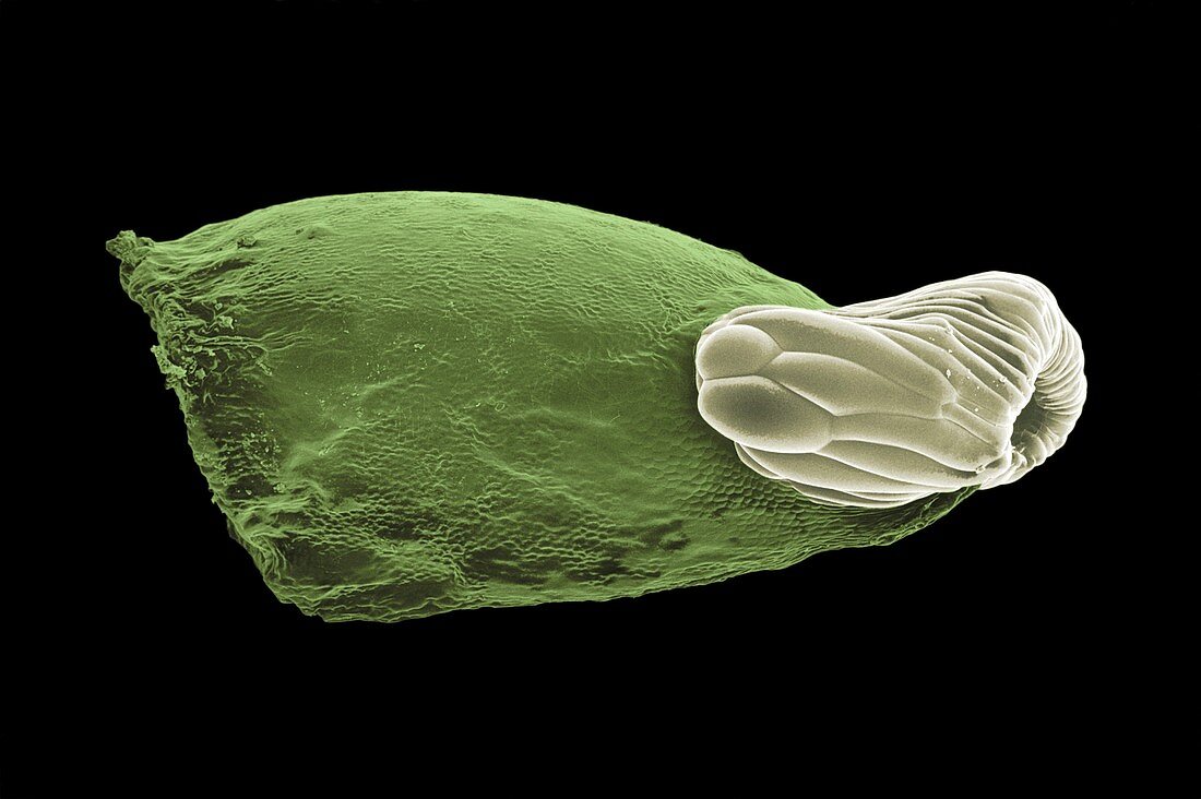 Seed dispersal by ants, SEM