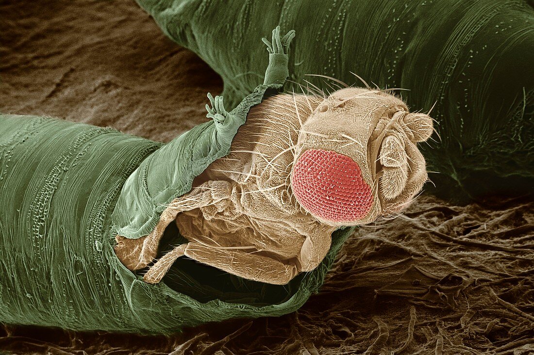 Eclosion of fruit fly, SEM