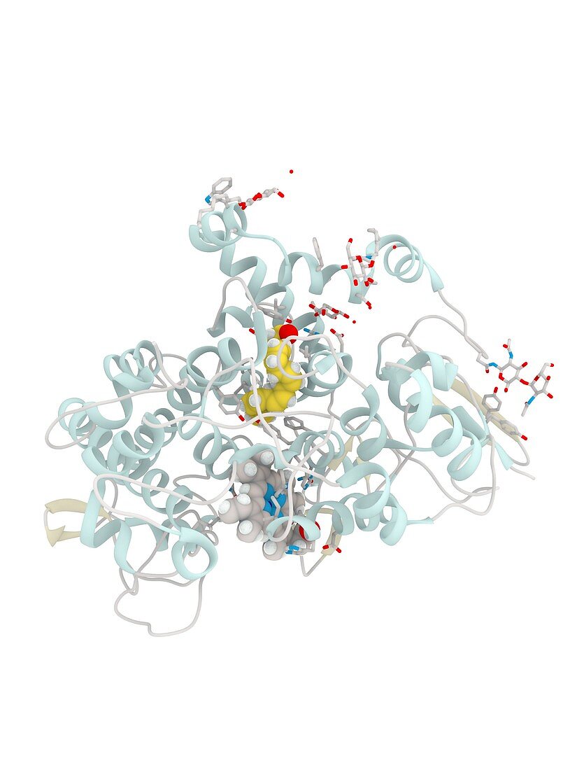 Cyclooxygenase-1 complexed with EPA, molecular model