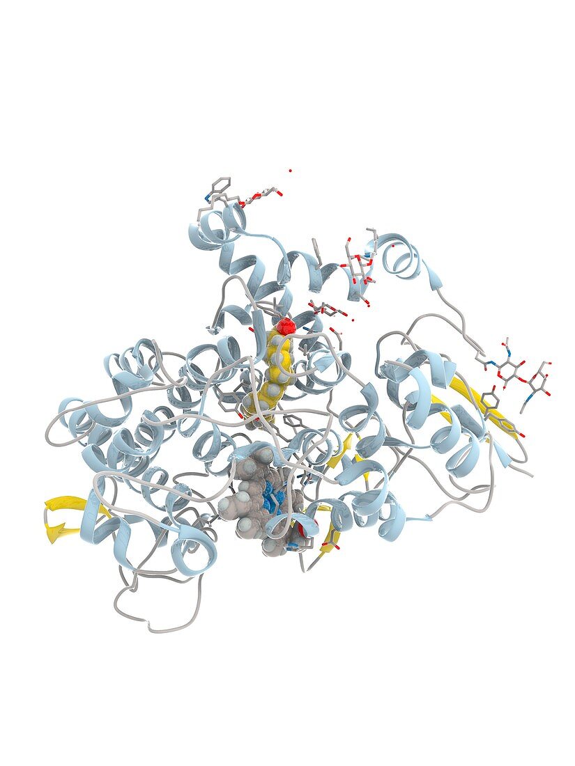 Cyclooxygenase-1 complexed with linoleic acid, illustration