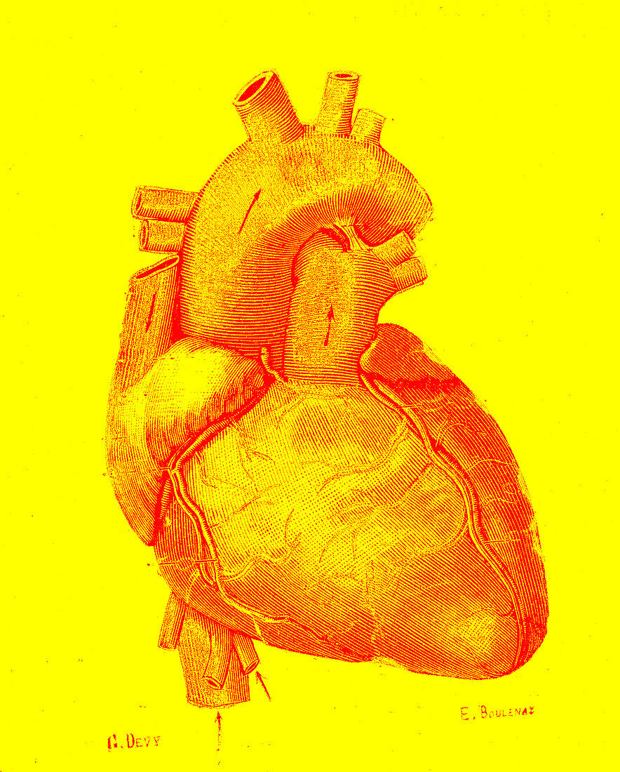 Heart, illustration