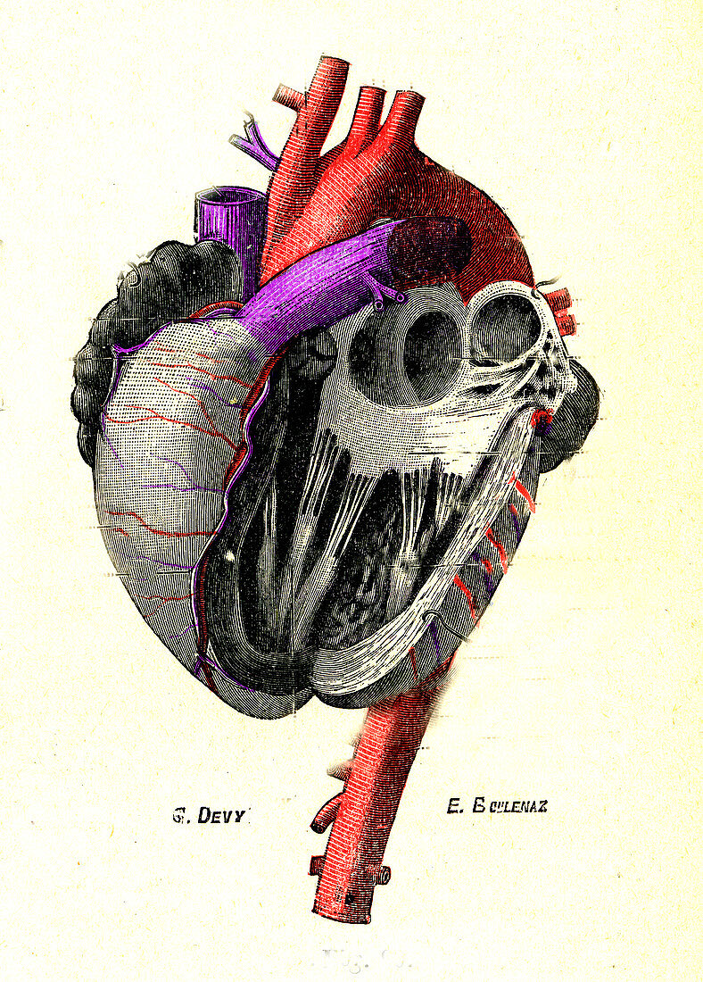 Foetal heart, illustration
