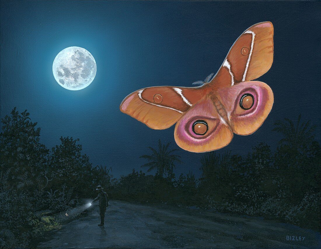 Madagascan emperor moth, illustration