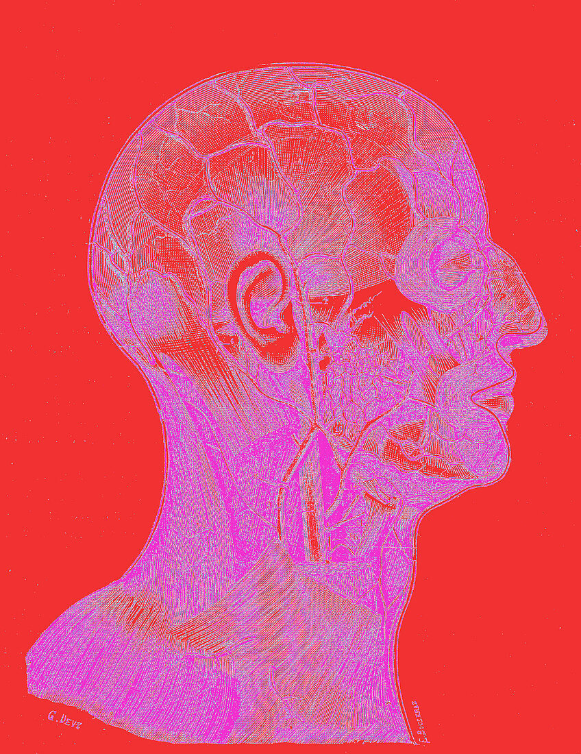 Superficial veins of the skull and face, illustration