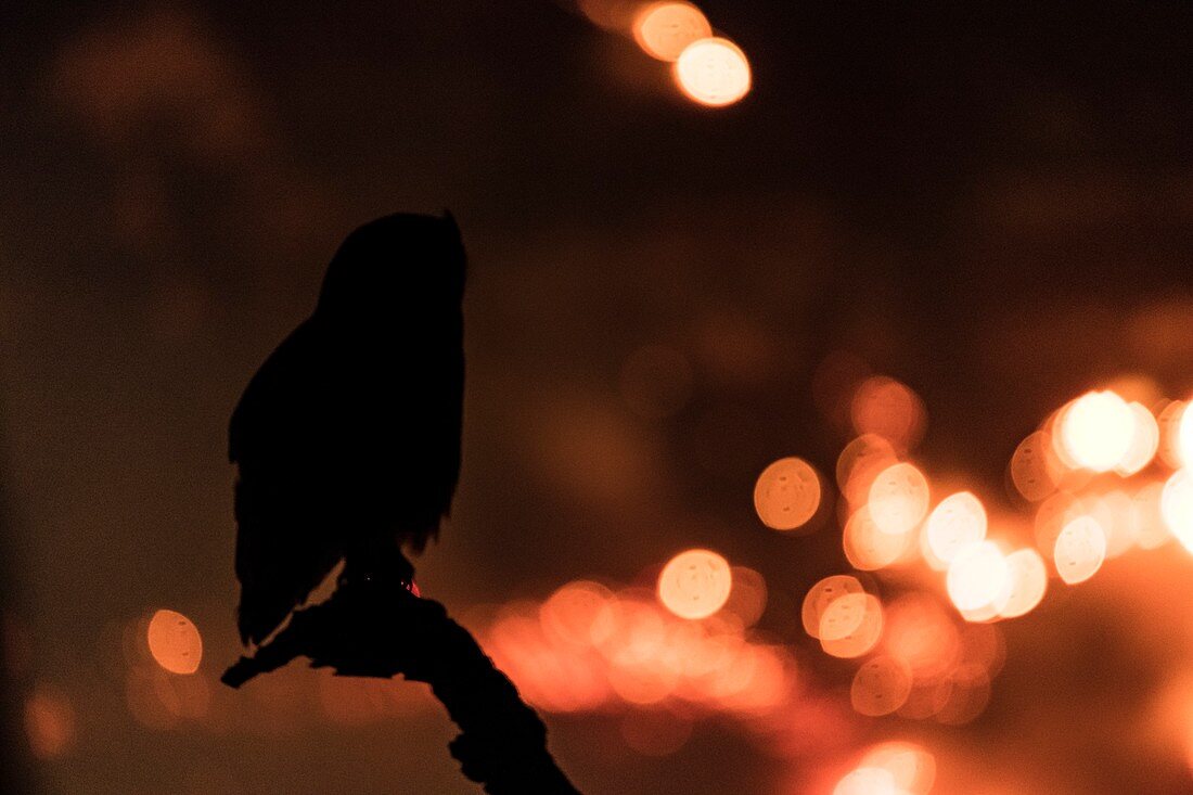 Spotted eagle owl watching bush fir