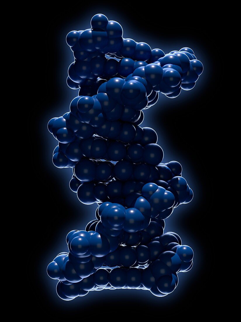 B-DNA molecule, molecular model