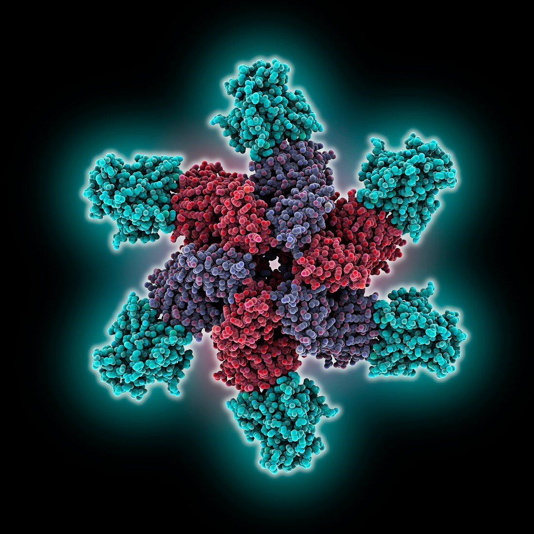 Oncoprotein and p53 complex, molecular model