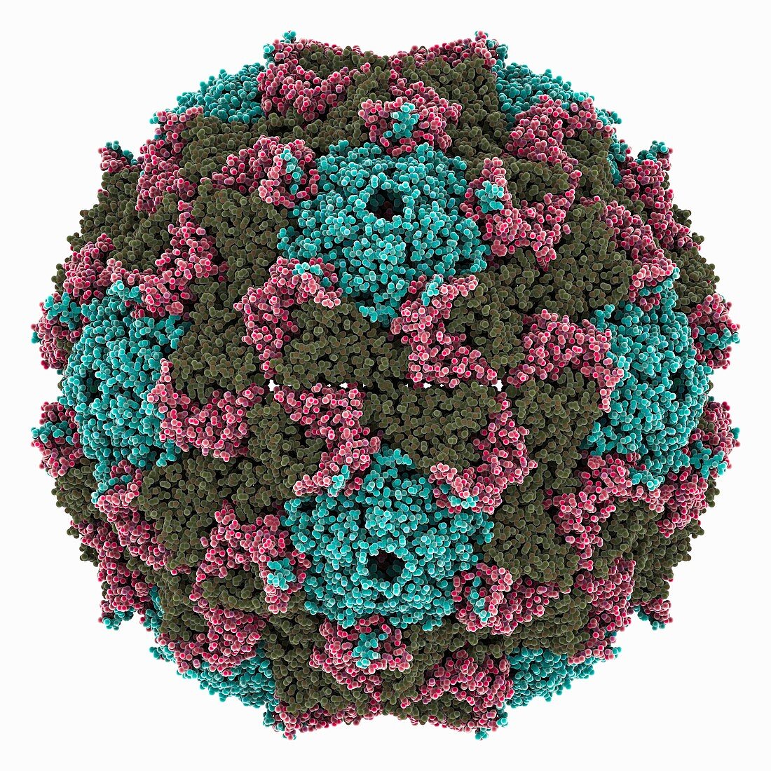 Kashmir bee virus capsid, molecular model