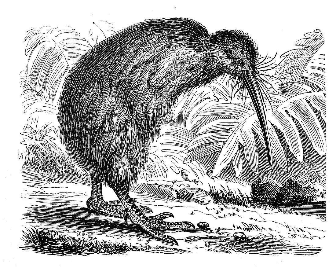 Southern brown kiwi, illustration