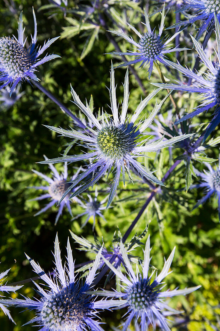 Eryngium alpinum flower