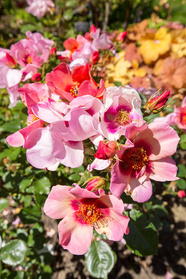 Roses (Rosa sp.)