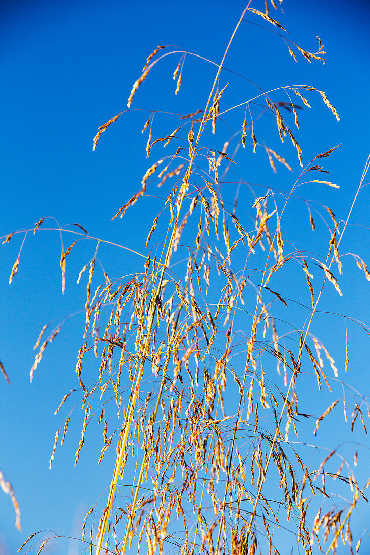 Grass seed heads in a water meadow