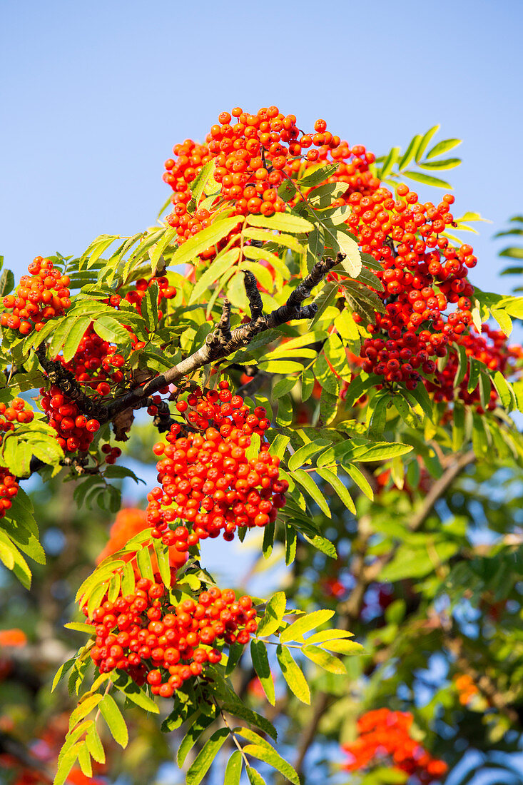 Berries on a Rowan tree (Sorbus aucuparia) at sunset