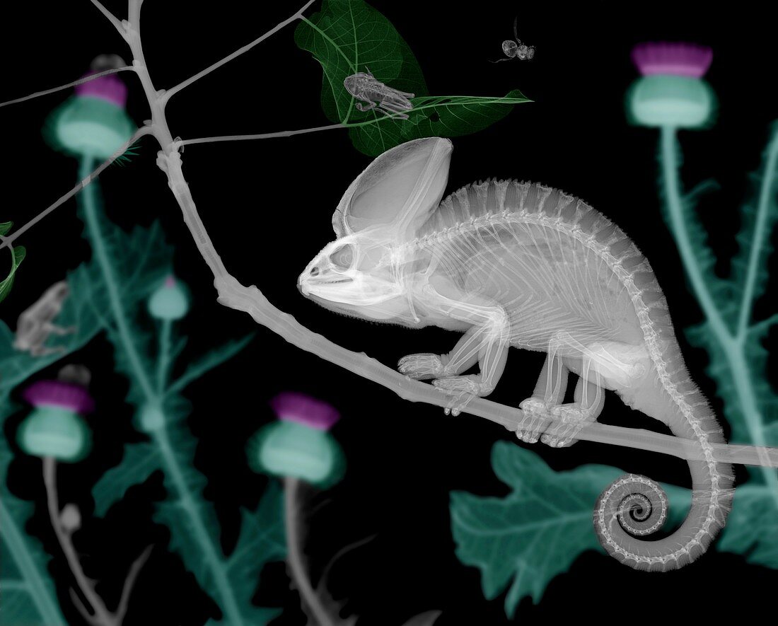 Veiled chameleon, X-ray