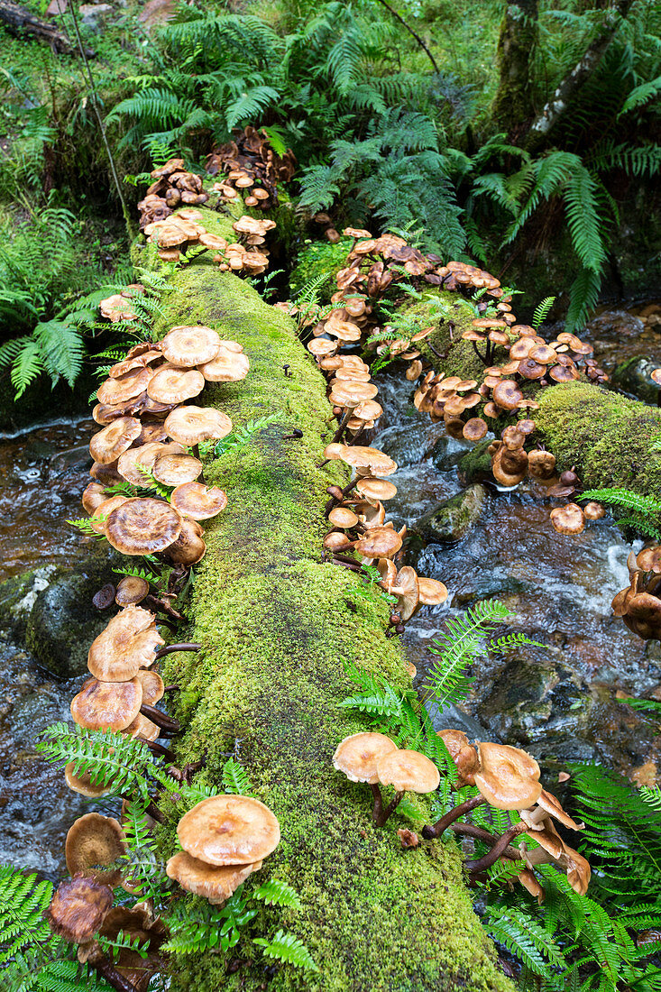 Fungi growing on a fallen tree trunk