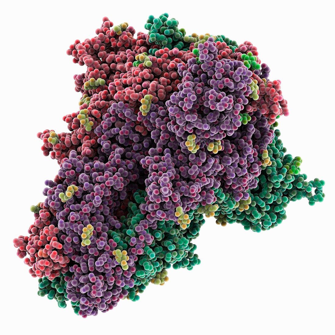 Bat coronavirus spike protein, molecular model