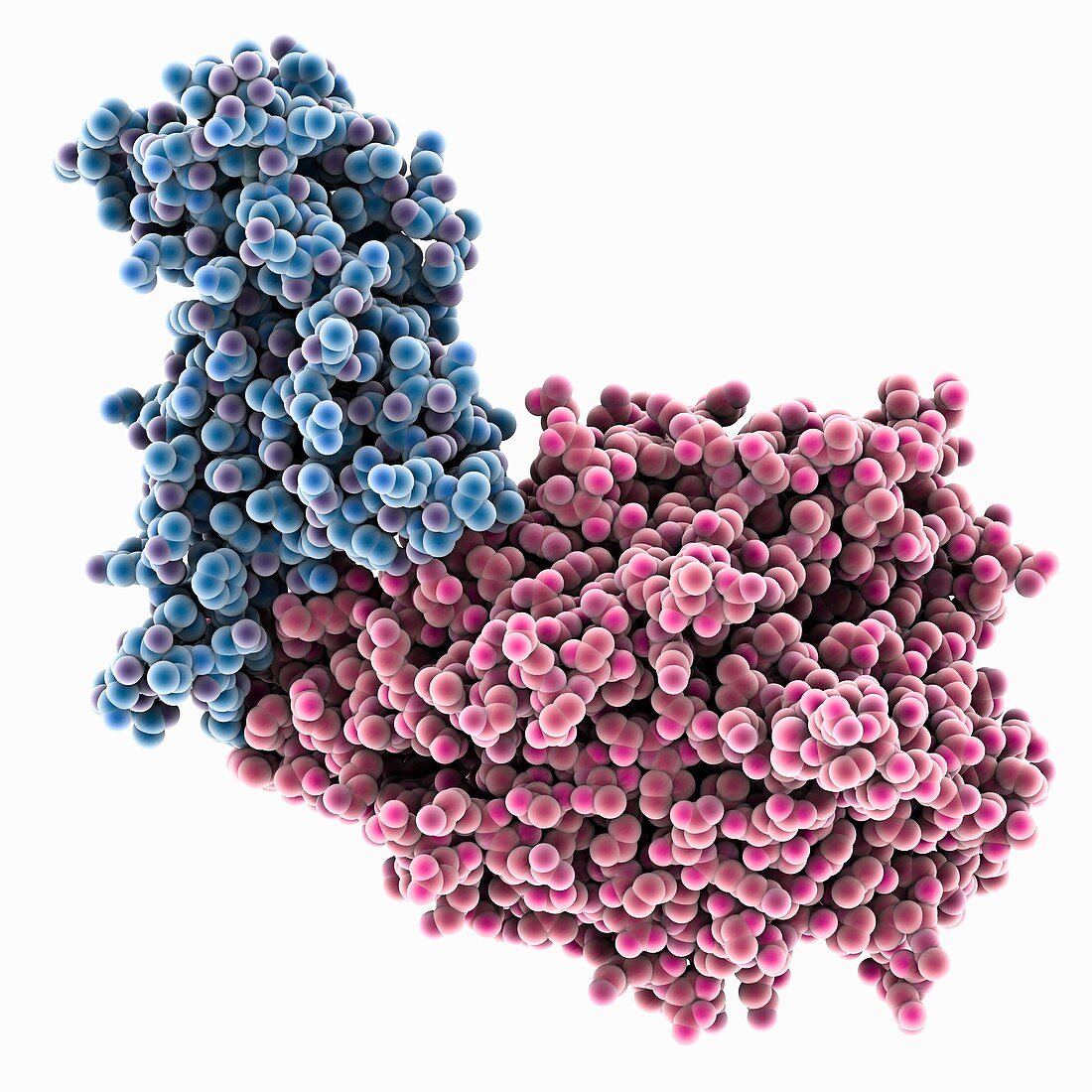 SARS-CoV-2 RBD complexed with ACE2, molecular model