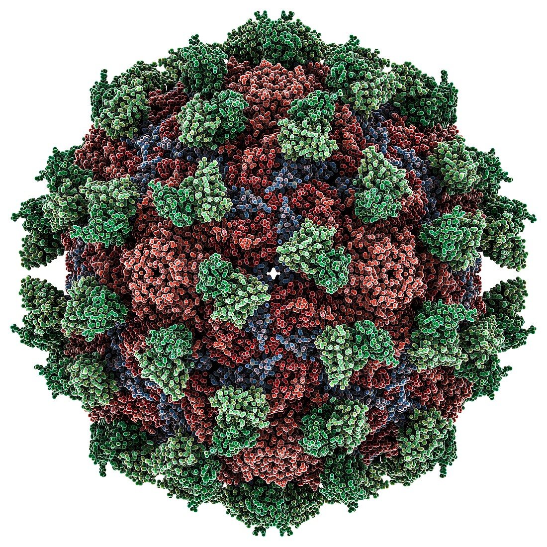 Enterovirus capsid complexed with antibody, molecular model