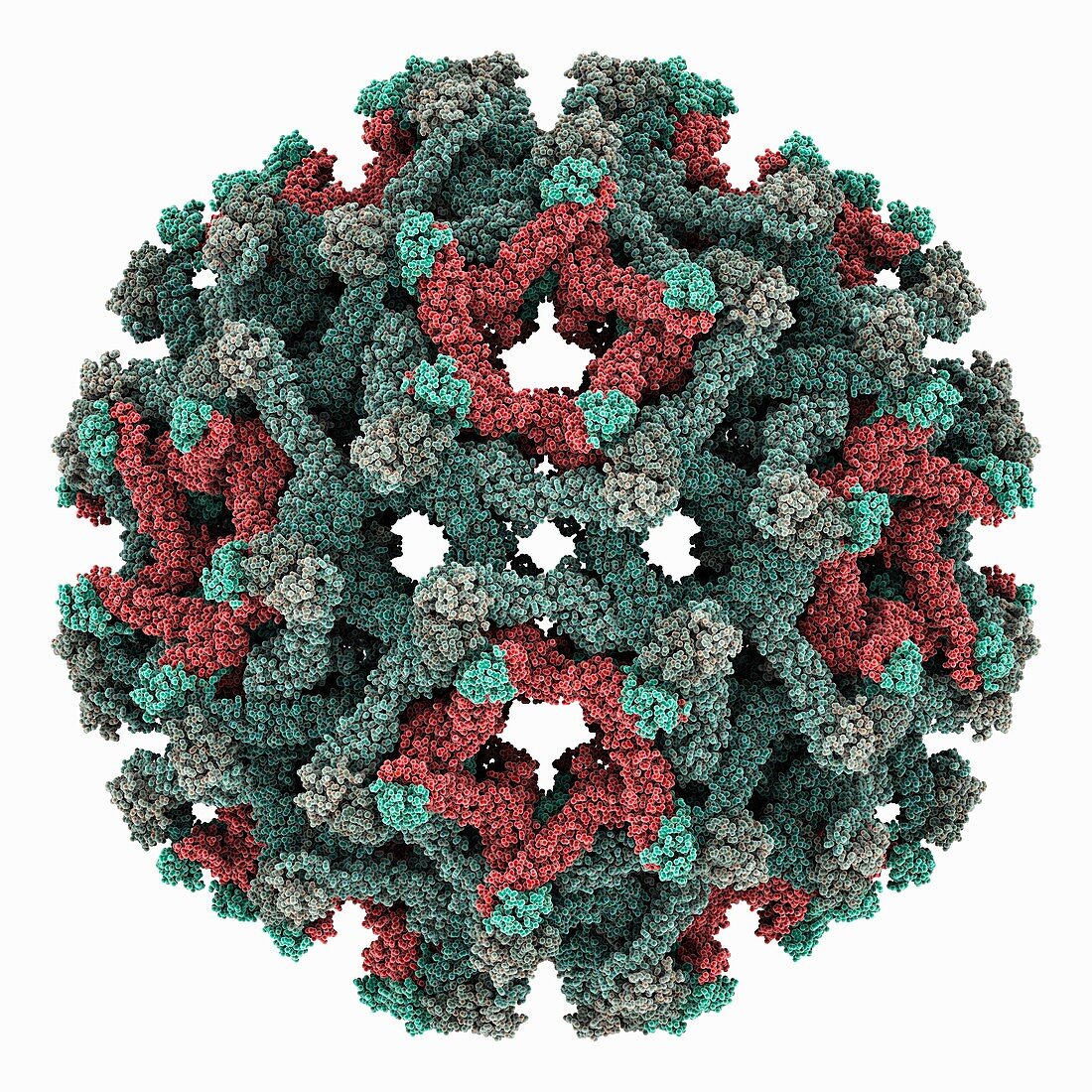 Binjari virus capsid, molecular model