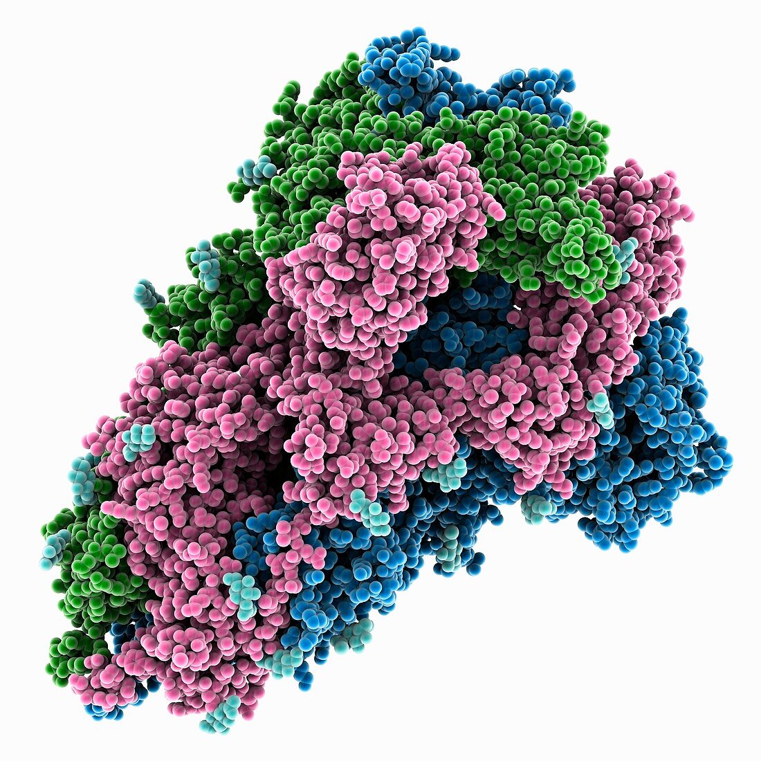 South African SARS-CoV-2 spike protein, molecular model