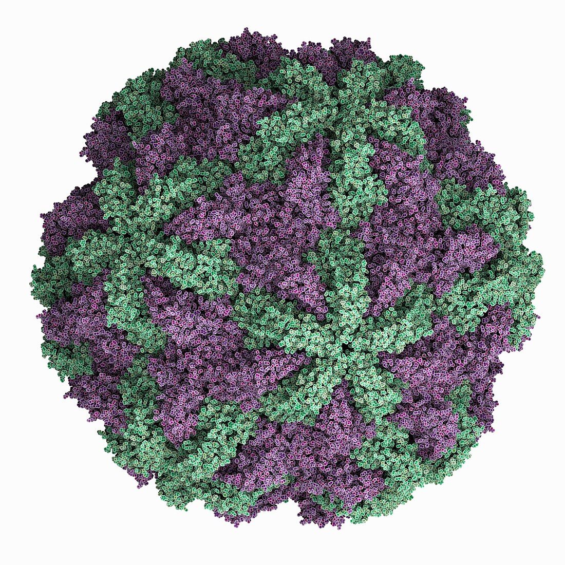 Trichomonas vaginalis virus 2 capsid, molecular model