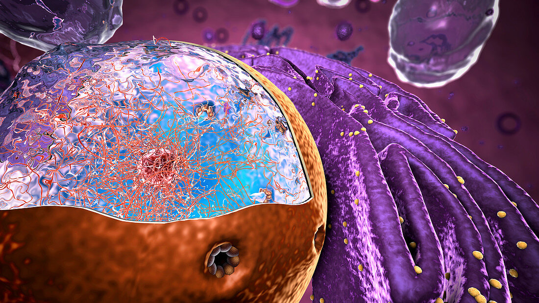 Cell nucleus, illustration