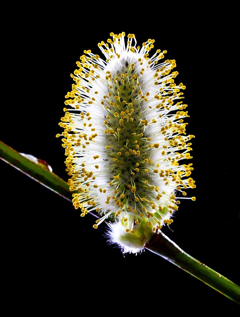 Willow catkin (Salix sp.)