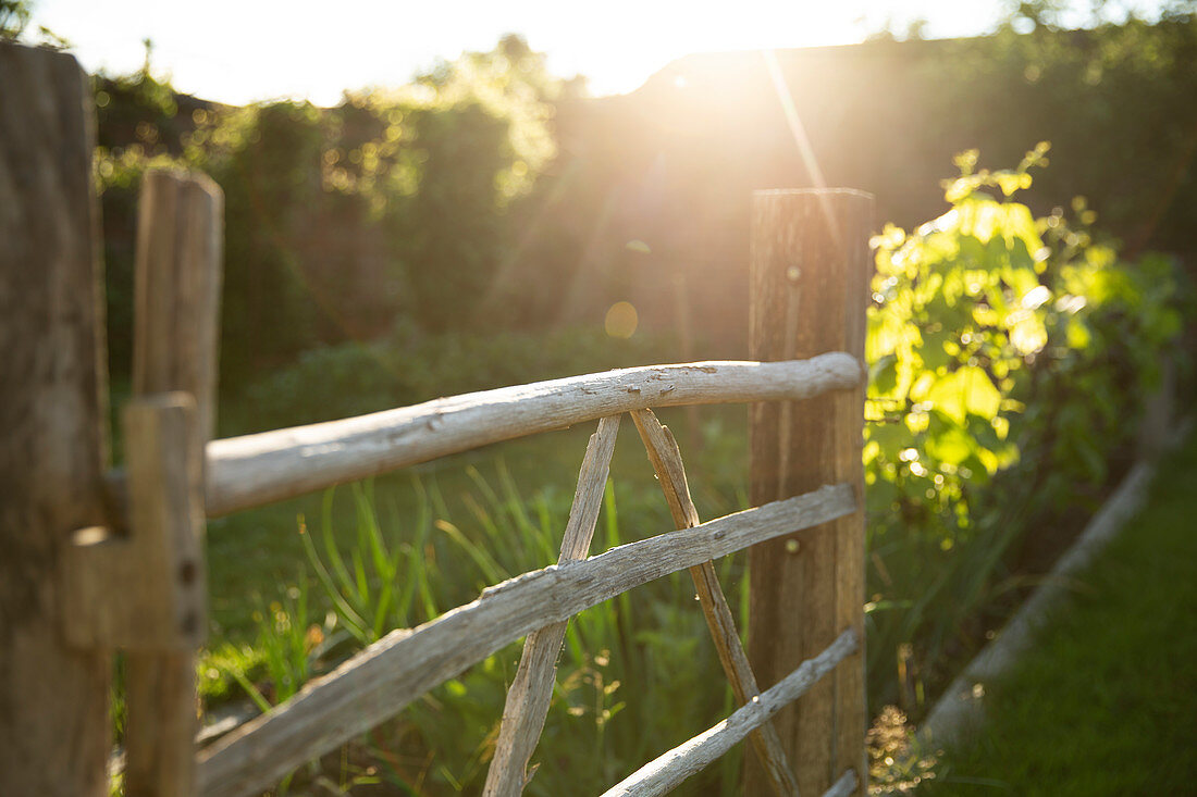 Wood gate in sunny garden