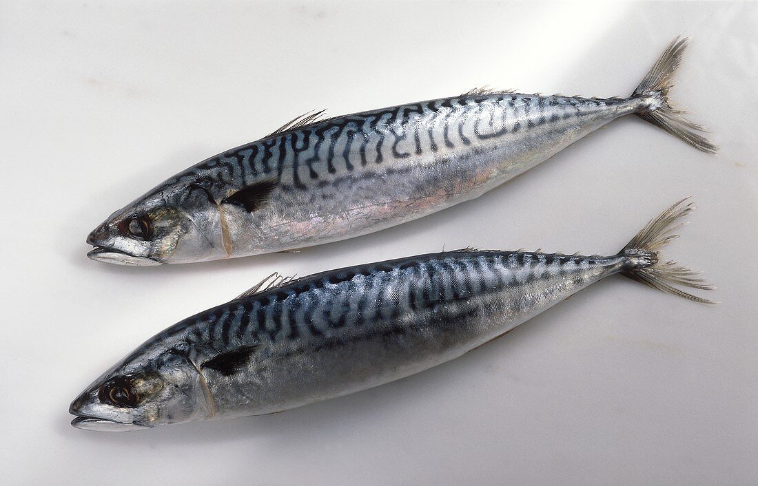 Two mackerel