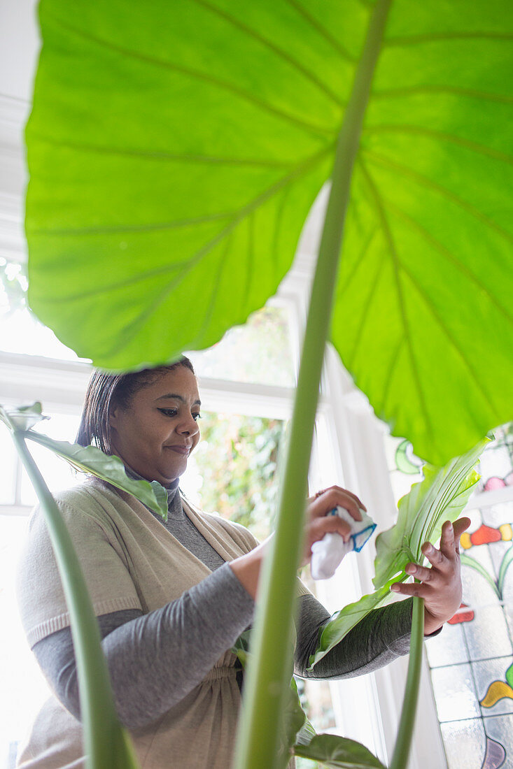 Woman cleaning plant leaves at home