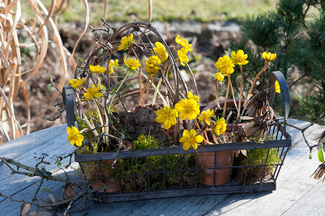 Winter aconite in clay pots, with moss and bark in a wire basket