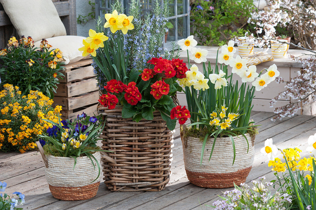 Basket arrangement with daffodils 'Barrett Browning' 'Red Devon' 'Split Corona Cassata', rosemary, primroses A spring bouquet of potted 'Orange-Red', horned violets, and star tulip