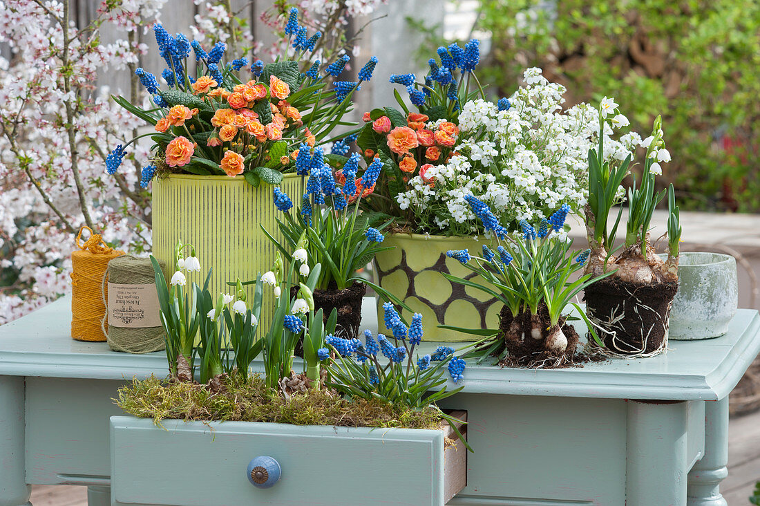 Spring arrangement filled with flowering Primrose Belarina 'Sweet Apricot', Rockcress 'Alabaster', grape hyacinths, and a Spring Snowflake in metal pots and a drawer