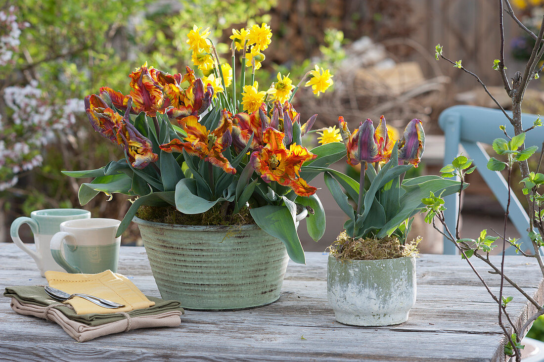 Arrangement mit Papageientulpe 'Irene Parrot' und Narzisse 'Tete Boucle'